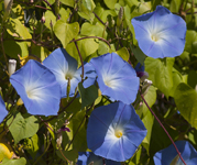 Morning Glories 6448